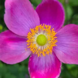 anemone-zawilec-chinski-splendens-sadzonki-1l-c1-jesienna-niezawodna-bylina