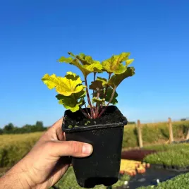 zurawka-electra-heuchera-sadzonka-1l-zolte-liscie-ozdobna-bylina-do-cienia