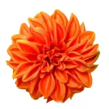 dalia-wyrobowa-orange