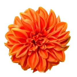 dalia-wyrobowa-orange