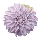 dalia-wyrobowa-lt-violet