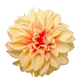 dalia-wyrobowa-salmon