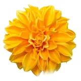 dalia-wyrobowa-yellow