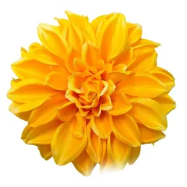 dalia-wyrobowa-yellow