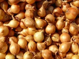 cebula-dymka-zolta-500g-wolska-do-sadzenia