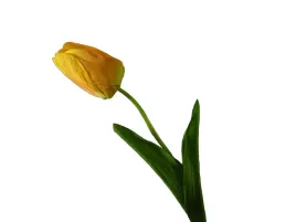 ciemnozolty-tulipan-zolte-tulipany-wielkanoc