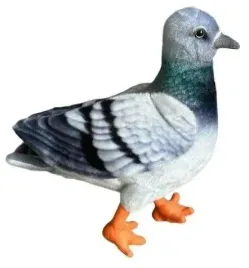 golab-niebieski-30cm