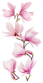 naklejki-na-sciane-lustro-meble-kwiaty-kwiatki-kwiat-samoprzylepna-magnolia
