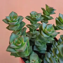 crassula-perforata-grubosz-dziurkowany-sukulent