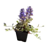 dabrowka-rozlogowa-burgundy-glow-p9-roslina-w-postaci-sadzonka-w-pojemniku-05-1l