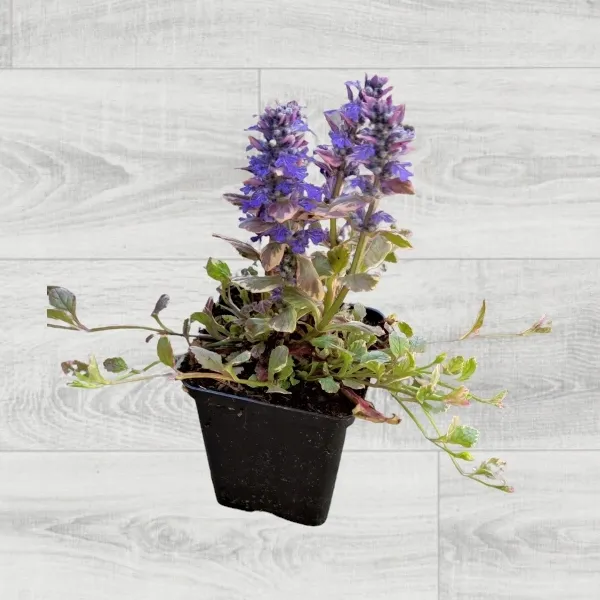 dabrowka-rozlogowa-burgundy-glow-p9-nazwa-lacinska-ajuga-reptans
