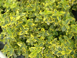 trzmielina-emeraldn-gold-p9