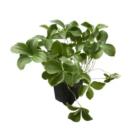 deren-kanadyjski-cornus-canadensis-p9