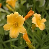 liliowiec-stella-de-oro-p9