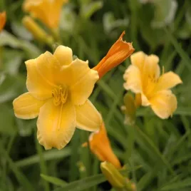 liliowiec-stella-de-oro-p9