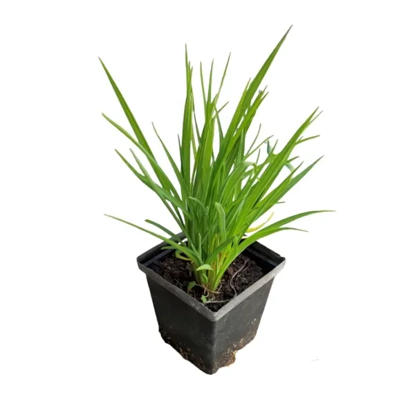 liliowiec-stella-de-oro-p9-roslina-w-postaci-sadzonka-w-pojemniku-05-1l