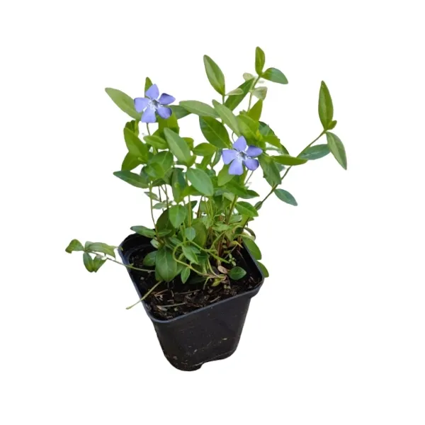 barwinek-mniejszy-blue-p9-rodzaj-rosliny-inny