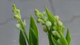 konwalia-majowa-p9-nazwa-lacinska-convallaria-majalis
