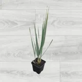 wydmuchrzyca-piaskowa-blue-dune-p9-roslina-w-postaci-sadzonka-w-pojemniku-05-1l