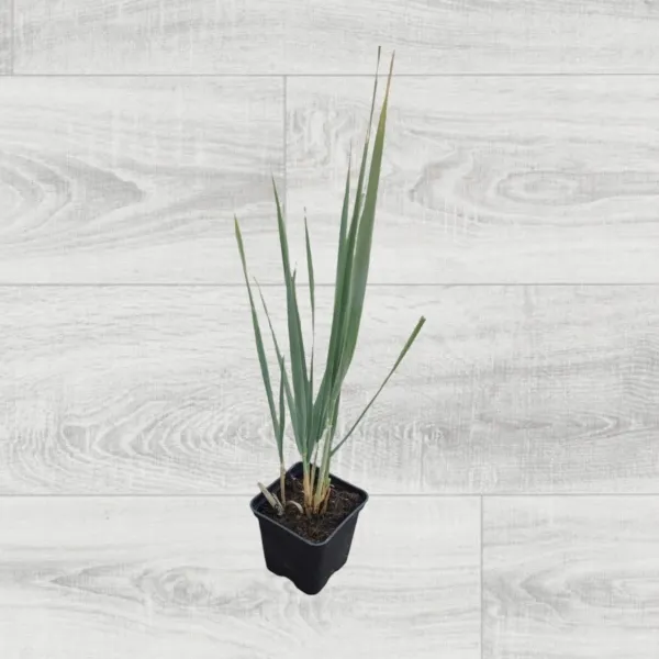 wydmuchrzyca-piaskowa-blue-dune-p9-roslina-w-postaci-sadzonka-w-pojemniku-05-1l