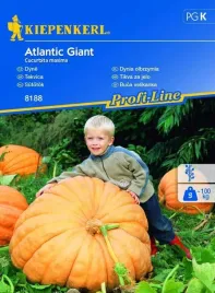 kiepenkerl-dynia-olbrzymia-atlantic-giant