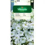 gipsowka-biala-5g