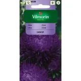 aster-peoniowy-lazuryt-05g