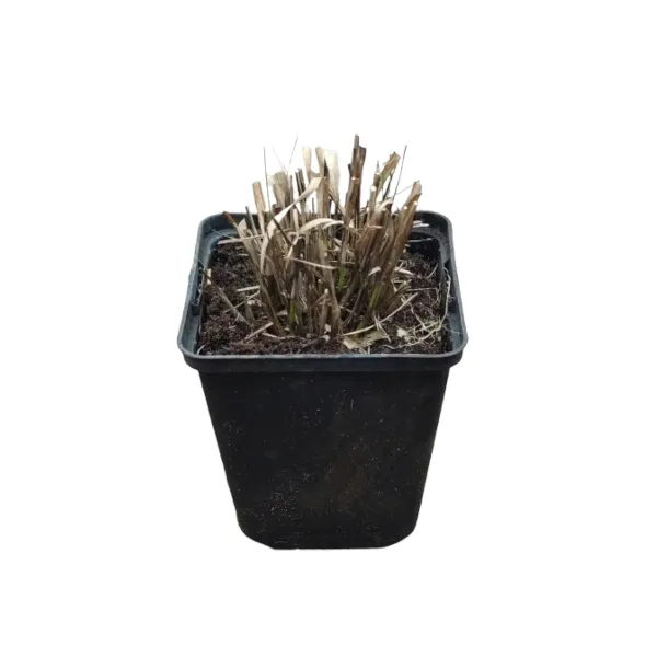 trzeslica-variegata-p9