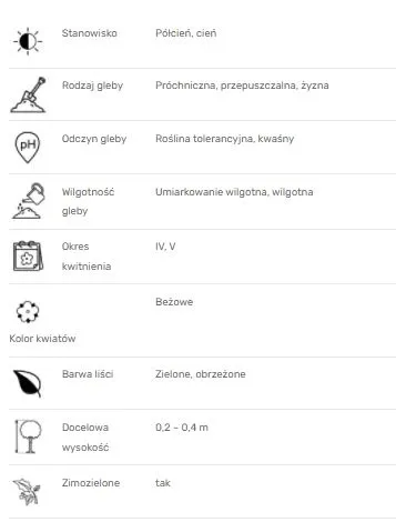 turzyca-morrowa-ice-dance-roslina-w-postaci-sadzonka-w-pojemniku-05-1l