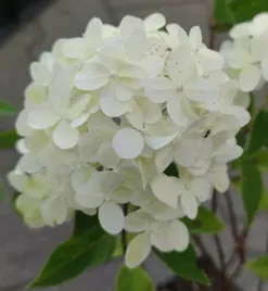 hortensja-bukietowa-limelight-p9