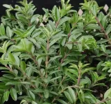 suchodrzew-chinski-p9-roslina-w-postaci-sadzonka-w-pojemniku-05-1l