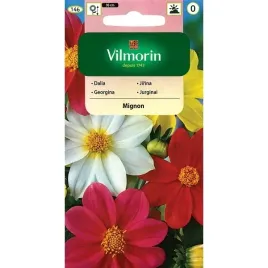 dalia-zmienna-mignon-1g