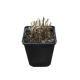 trzeslica-variegata-p9