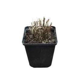 trzeslica-variegata-p9
