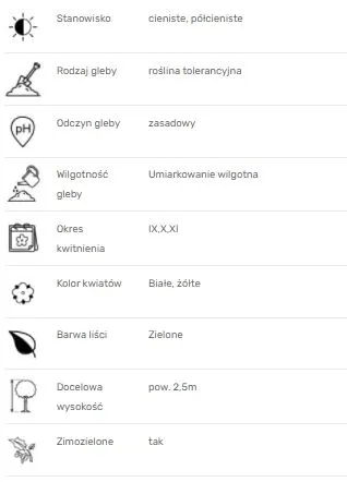 bluszcz-pospolity-thorndale-p9-rodzaj-rosliny-bluszcz