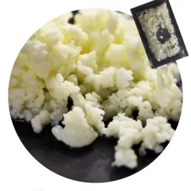 kameleon-kulinarny-ziarno-kefiru-grzybek-tybetanski-na-kefir-10g-x2szt