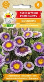 aster-pomponowy-moonshine-ciekawy-mix-05g