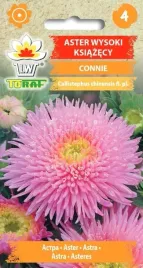 aster-ksiazecy-connie-piekne-dwukolorowe-kwiaty-1g