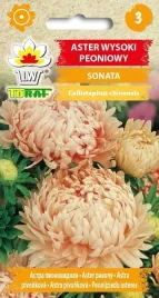 aster-peoniowy-sonata-kuliste-jasne-kwiaty-1g
