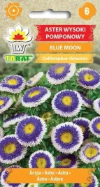 aster-pomponowy-blue-moon-fantazyjny-05g