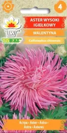 aster-igielkowy-walentyna-piekne-kwiaty-do-wazonu