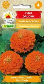 cynia-daliowa-pomaranczowa-ladne-pelne-duze-kwiaty-1g-toraf