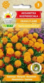 aksamitka-orange-flame-sliczne-dwukolorowe-kwiaty