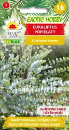 eukaliptus-popielaty-do-domu-pachnacy-20szt