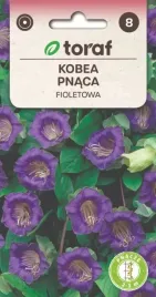 kobea-fioletowa-pnacza-o-duzych-ladnych-kielichach