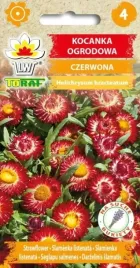 kocanka-ogrodowa-czerwona-na-suche-bukiety-05g