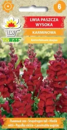 lwia-paszcza-karminowa-kwiaty-w-pieknym-kolorze