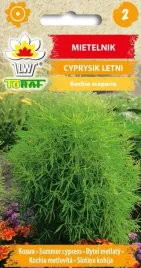 mietelnik-cyprysik-letni-swietny-na-zywoplot