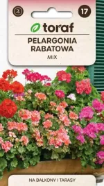 pelargonia-rabatowa-mix-kolorow-na-balkony