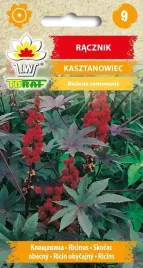 racznik-kasztanowiec-czerwony-8szt-nasion